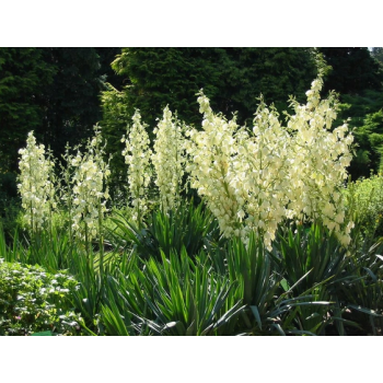 JUKA YUCCA duża roslina z polskiej produkcji - sadzonki 60 / 80 cm